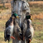 Seth Morelock Eli Mundy Jake Templin